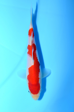 紅白