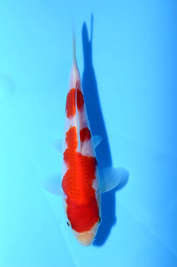 紅白