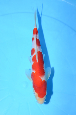 紅白