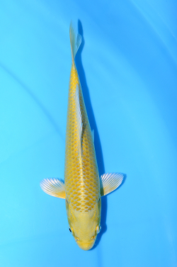 山吹黄金