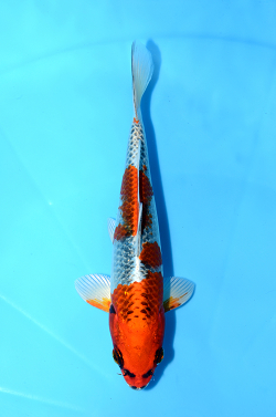 孔雀