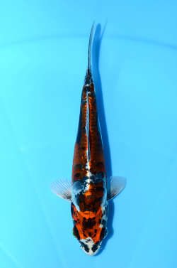 紅輝黒竜