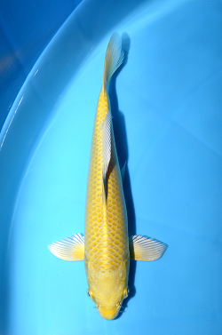 山吹黄金