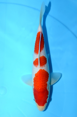 紅白