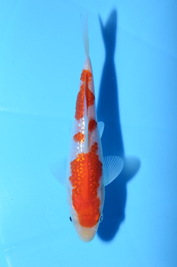 大正三色