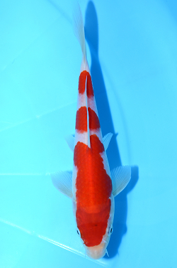 紅白