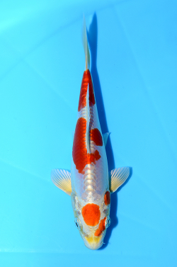 菊翠
