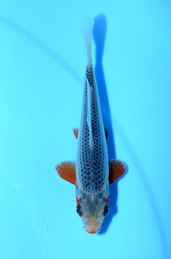 浅黄