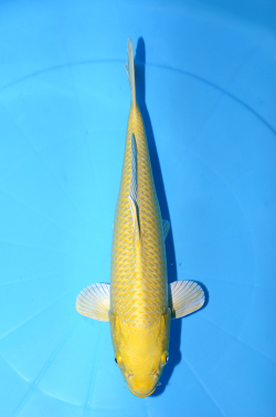 山吹黄金