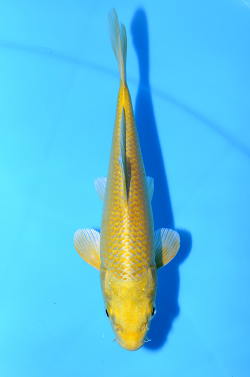 山吹黄金
