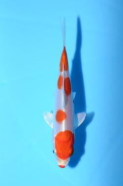 菊翠