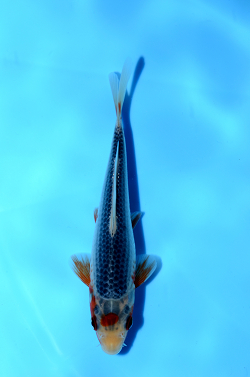 浅黄