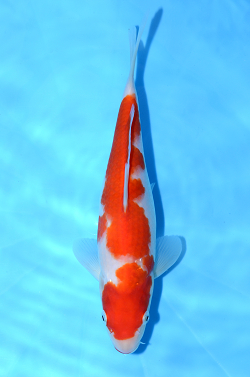 紅白