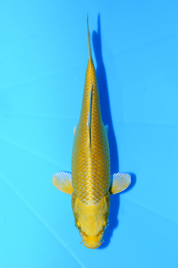 山吹黄金