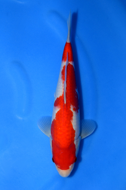 阪井養魚場産の紅白