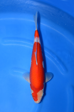 阪井養魚場産の紅白