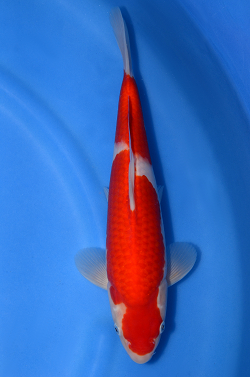 阪井養魚場産の紅白