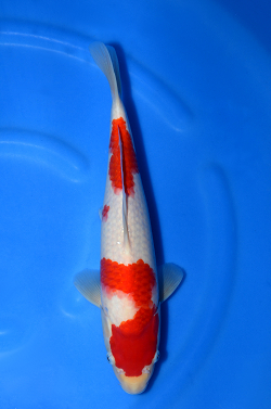 阪井養魚場産の紅白