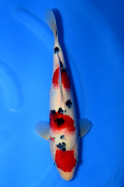 阪井養魚場産 大正三色