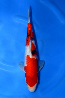 阪井養魚場産 大正三色