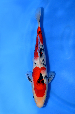 阪井養魚場産 大正三色