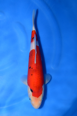 阪井養魚場産 大正三色