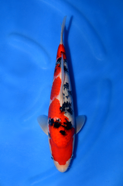 阪井養魚場産 大正三色