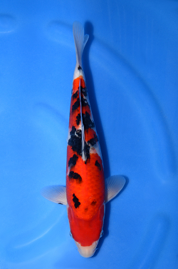 阪井養魚場産 大正三色