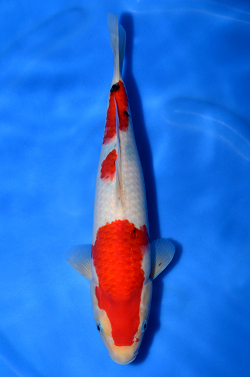 阪井養魚場産 大正三色