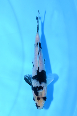 白写り