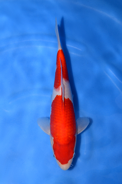 阪井養魚場産の紅白