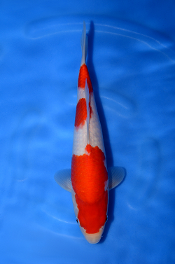 阪井養魚場産の紅白