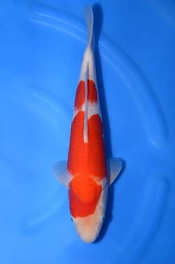 阪井養魚場産の紅白