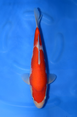 阪井養魚場産の紅白