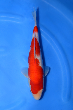 阪井養魚場産の紅白
