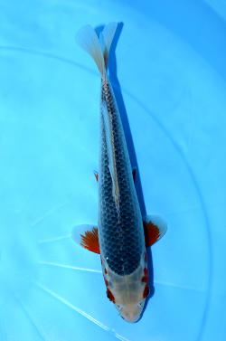 浅黄