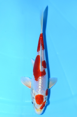 菊翠
