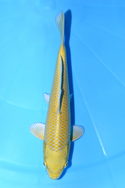 山吹黄金