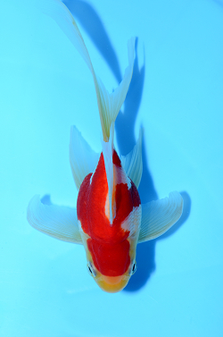 玉サバ