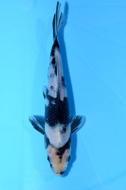 白写り