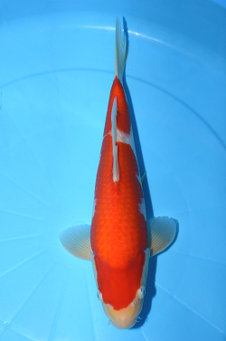 紅白