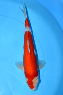 紅白