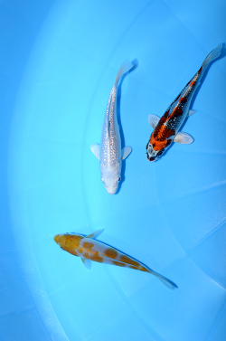 銀鱗プラチナ、落葉しぐれ、孔雀セット