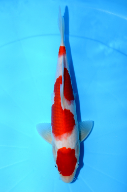 紅白