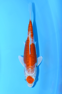 菊翠