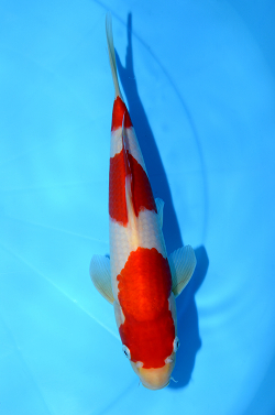 紅白