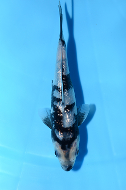 銀鱗白写り