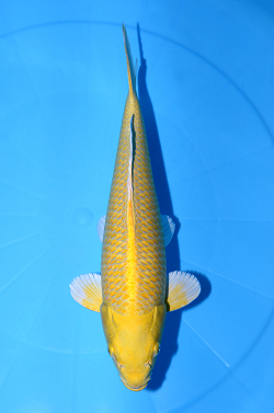 山吹黄金
