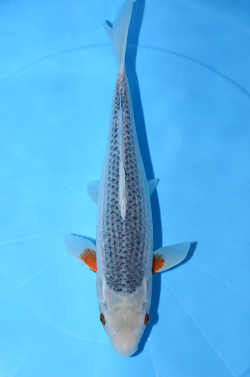 浅黄