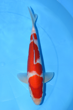 紅白